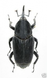 Rhynchophorus palmarum