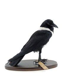 Schildraaf ( Corvus albus)