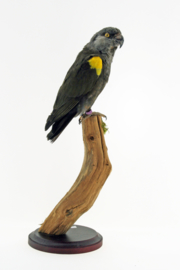 Ruppels papegaai ( Poicephalus rueppellii )