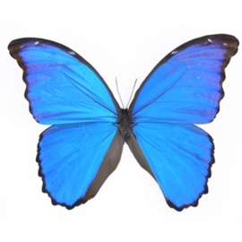 Morpho Didius Didius