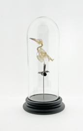 Stolp vogelskelet