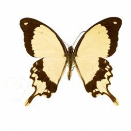 Papilio dardanus