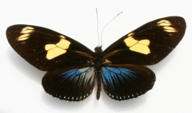 Heliconius doris