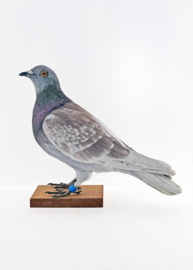 Duif 	( Columbidae )