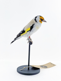 Putter	( Carduelis carduelis )