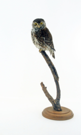 Dwerguil	(Glaucidium passerinum)