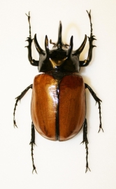 Eupatorus gracilicornis