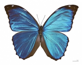 Morpho menelelaus