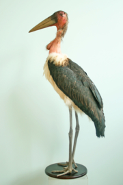 Marabou ( Leptoptilos crumeniferus )