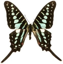 Graphium policenes