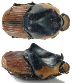 Liatongus rhadamistus