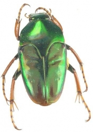 Lomaptera geelvinkiana