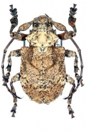 Onychocerus crassus