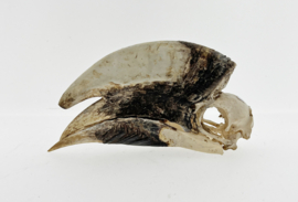 Bruinoorneushoornvogel (Bycanistes cylindricus)