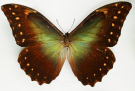 Morpho hercules diadema