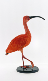 Rode ibis	Eudocimus ruber