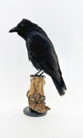 Zwarte kraai	( Corvus corone )