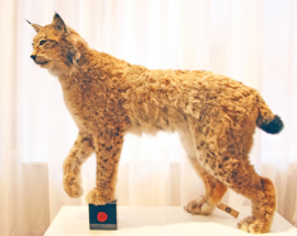 Euraziatische lynx