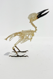 Witkraagijsvogel (Todiramphus chloris)