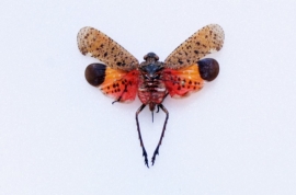 Homoptera penthicodes pulchella