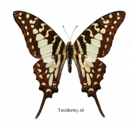 Graphium antheus