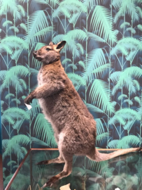 Bennettwallaby   (Macropus rufogriseus)