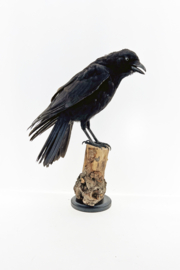 Zwarte kraai	( Corvus corone )