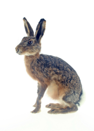 Haas (Lepus europaeus)