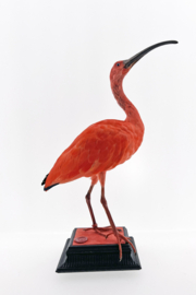 Rode ibis	Eudocimus ruber