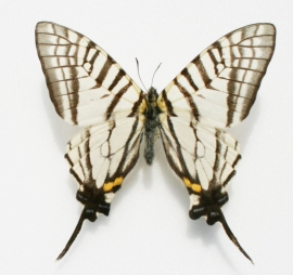 Graphium mandarina