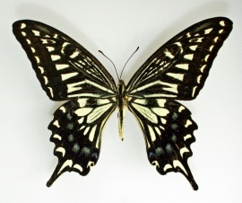 Papilio xuthus