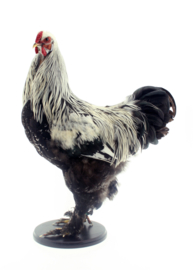 Kip	( Gallus gallus domesticus )