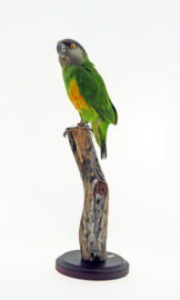 Bonte boertje ( Poicephalus senegalus )