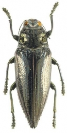 Chrysodema elongata
