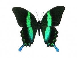 Papilio blumei