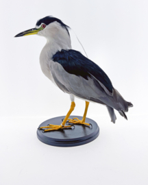 Kwak	( Nycticorax nycticurax )