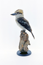 Kookaburra	( Dacelo novaeguineae )