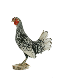 Kip (Gallus gallus domesticus)