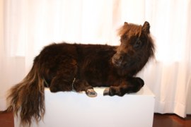Shetland veulen  (Equus ferus caballus)
