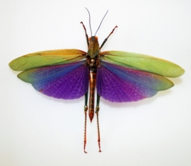 Titanacris albipes 12 cm