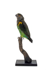 Meyers papegaai (Poicephalus meyeri)
