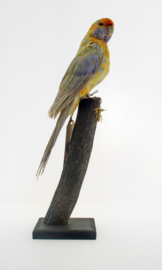 Geelbuikrosella ( Platycercus caledonicus)