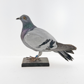 Duif 	( Columbidae )