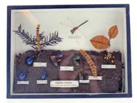 Nubliche insekten antiek schooldoos uit duitsland