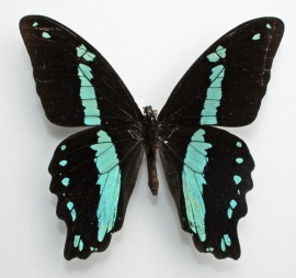 Papilio nireus