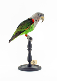 Kaapse papegaai	(Poicephalus robustus)