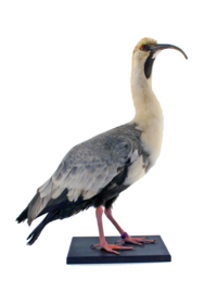 Geelhals ibis (Theristicus caudatus)