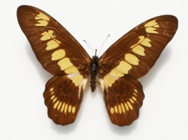 Graphium latreillianus