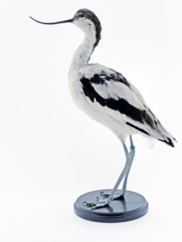 Kluut ( Recurvirostra avosetta )
