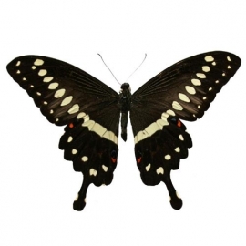 Papilio Lormieri